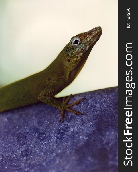 Little lizard on a wall (Guadeloupe, carribean)