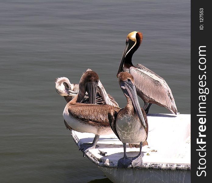 Four Pelicans sitting on an boat...