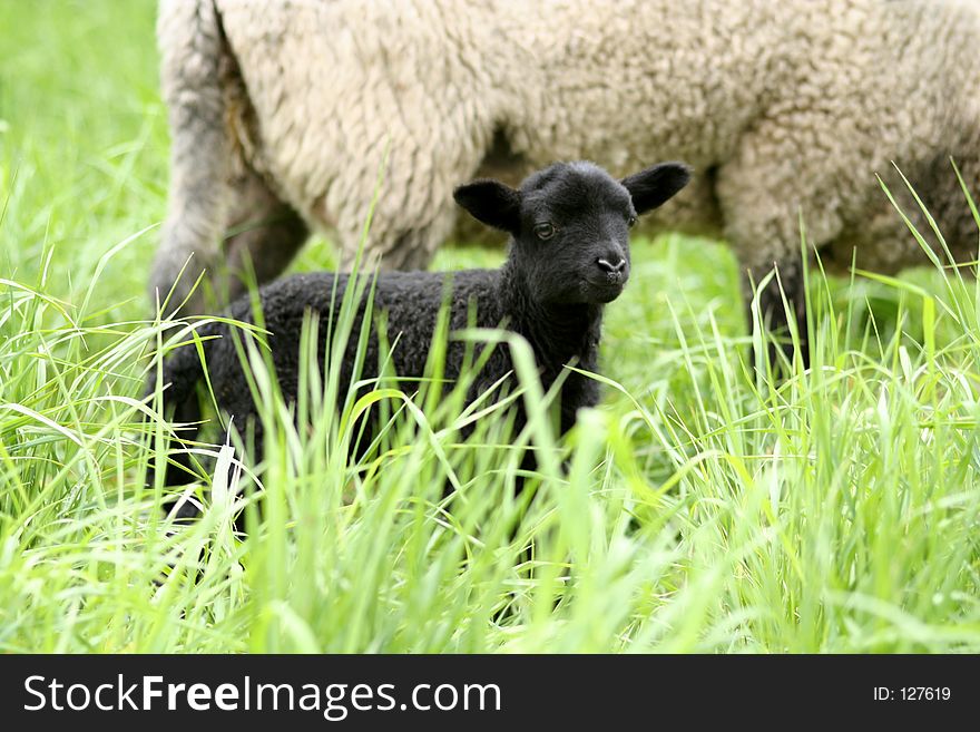 Black Baby Sheep with its Mother