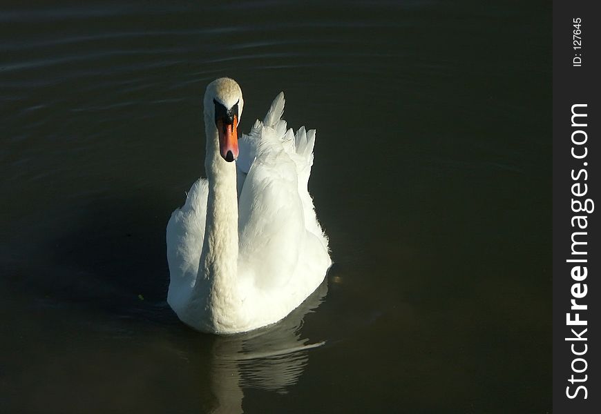 White swan agains the black water mirror