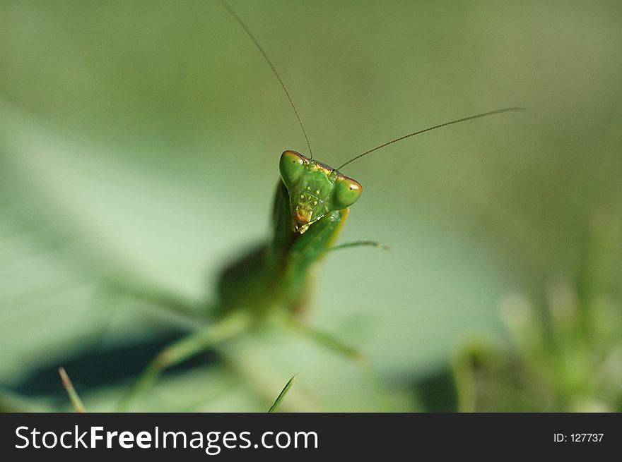 Close up of a preying mantis head