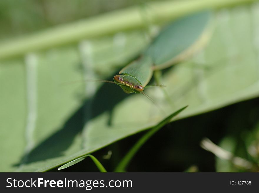 Preying mantis looking