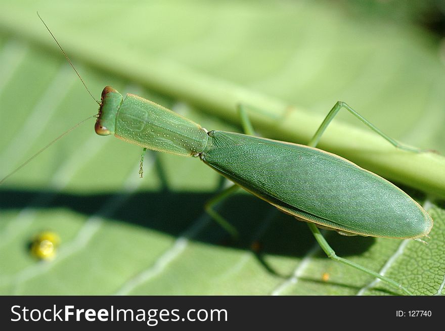 great details of a Preying mantis on a leaf -macro lense. great details of a Preying mantis on a leaf -macro lense
