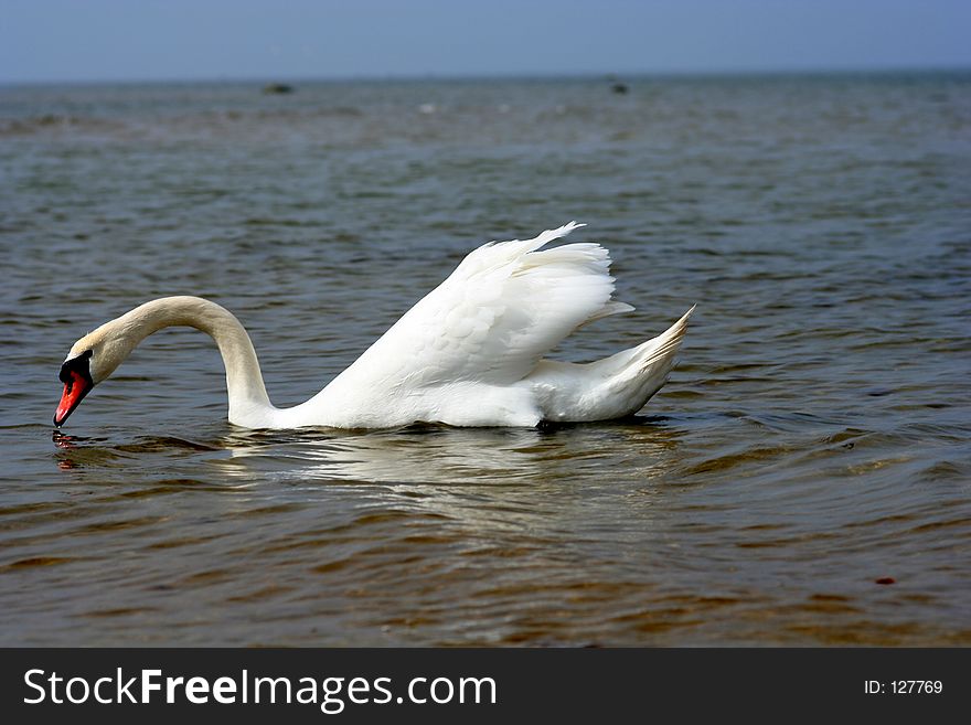 Swan At The Beach.