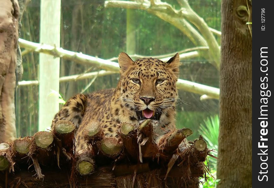 Thirsty Leopard