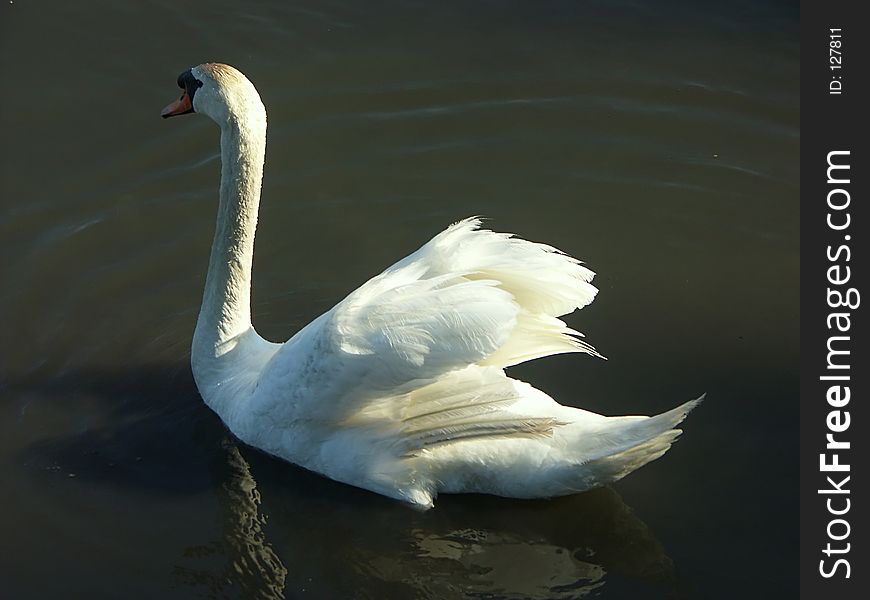 Swan