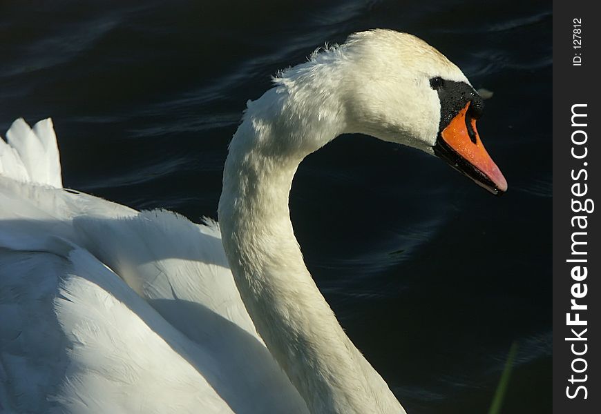 White swan close-up