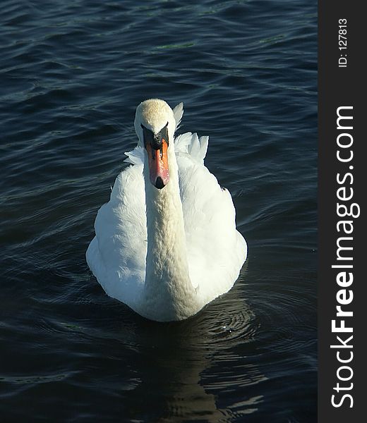 White swan