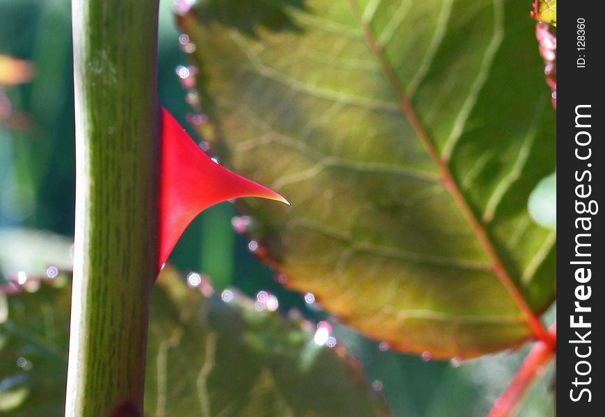 This is a super close-up of a thorn on a rose bush.