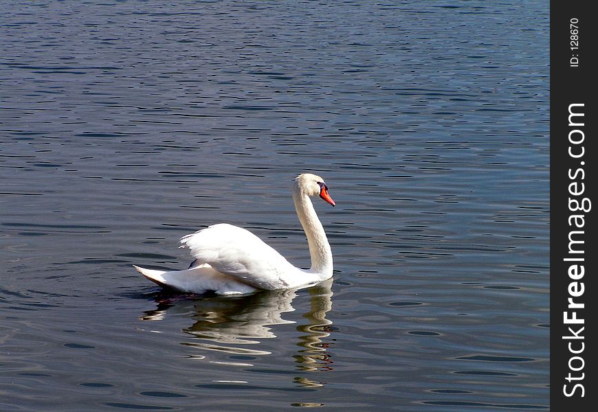 A swan swimming on a lake
