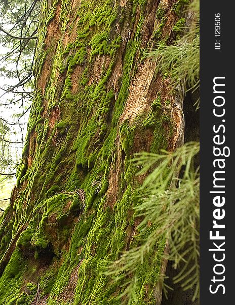 Sequoia Tree Trunk covered in Moss. Sequoia Tree Trunk covered in Moss