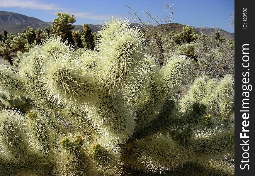 Extreme close-up of a cholla patch. Joshua Tree National Park. Extreme close-up of a cholla patch. Joshua Tree National Park.