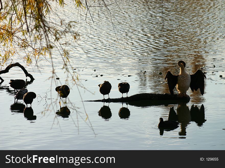 Seven water birds on a lake. Seven water birds on a lake.