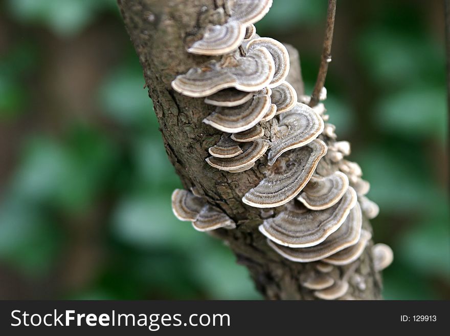 Lacy Tree Fungus 2