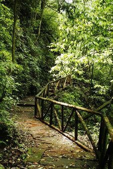 Path In The Forest Royalty Free Stock Photos Path In The Forest Royalty Free Stock Photos