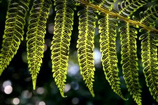 Fern Royalty Free Stock Photography Fern Royalty Free Stock Photography