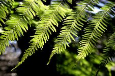 Fern Royalty Free Stock Image Fern Royalty Free Stock Image