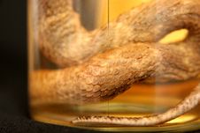 Brandy Of Snake Royalty Free Stock Photography Brandy Of Snake Royalty Free Stock Photography