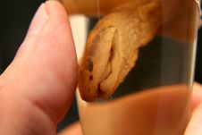 Brandy Of Snake Stock Photo Brandy Of Snake Stock Photo