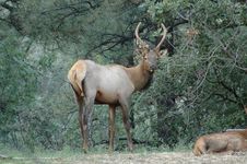 Bull Elk Wiwth A Rack Stock Photo Bull Elk Wiwth A Rack Stock Photo