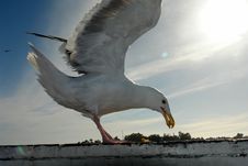 Seagull Royalty Free Stock Photos Seagull Royalty Free Stock Photos