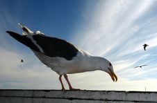 Seagull Stock Image Seagull Stock Image