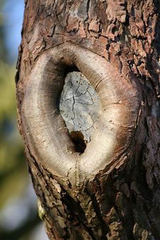 Knot Of A Tree Stock Images Knot Of A Tree Stock Images