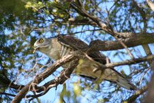 Crested Hawk Royalty Free Stock Photo Crested Hawk Royalty Free Stock Photo