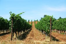 Rows Of Vines Royalty Free Stock Photography