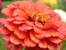 Red Daisy Macro Royalty Free Stock Photo Red Daisy Macro Royalty Free Stock Photo