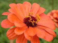 Red Daisy Macro Stock Images Red Daisy Macro Stock Images