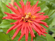 Red Daisy Macro Royalty Free Stock Photo Red Daisy Macro Royalty Free Stock Photo