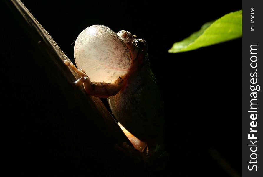Tree Frog Chirping90285
