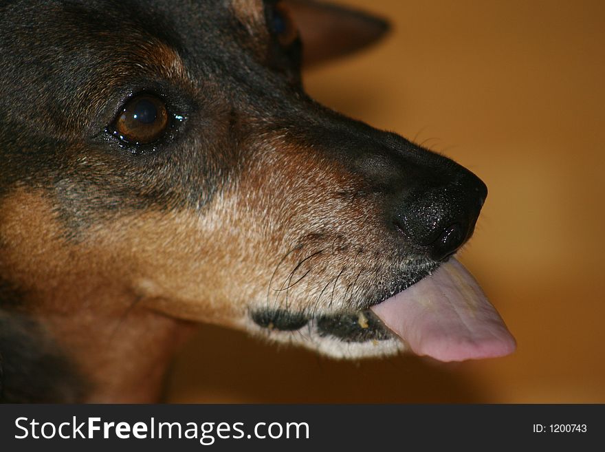 Close up of a dachshund dog pulling tongue out. Close up of a dachshund dog pulling tongue out