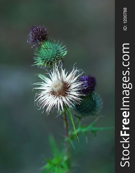 Closeup of a thistle isolated by a very shallow depth of field. Closeup of a thistle isolated by a very shallow depth of field.