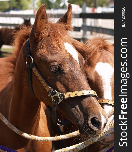 Close-up of beautiful young horse. Close-up of beautiful young horse