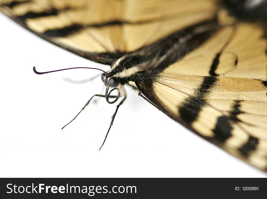 Macro shot of a butterfly isolated on white background. Macro shot of a butterfly isolated on white background.