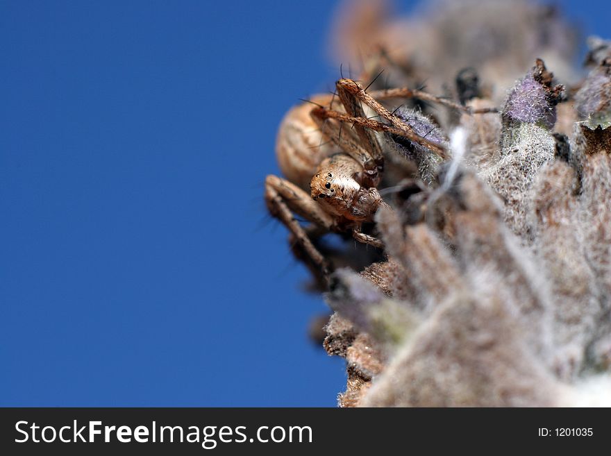 Small brown spider on lavender
