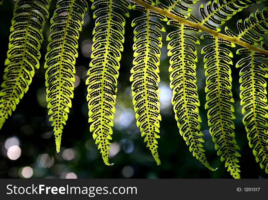 Beautiful green fern in a forest