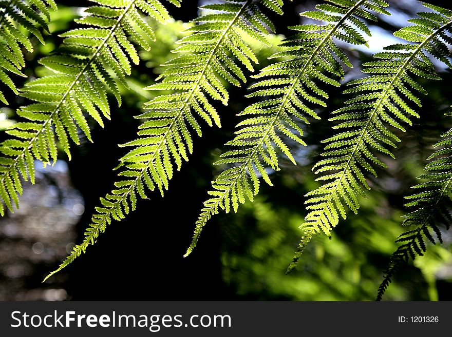 Beautiful green fern in a forest