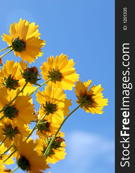 Beautiful yellow summer flowers in the sun