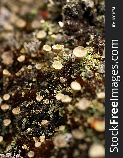Northern Lichen
