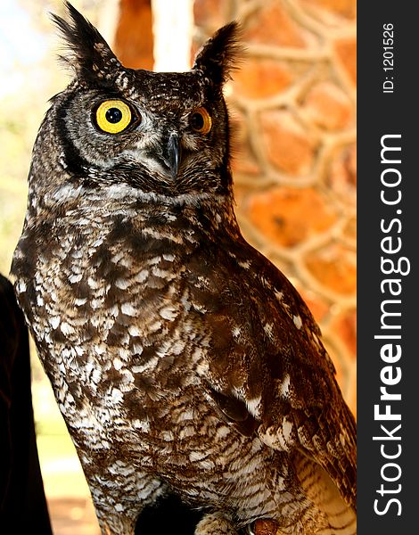 Owl with bright yellow eyes. Owl with bright yellow eyes