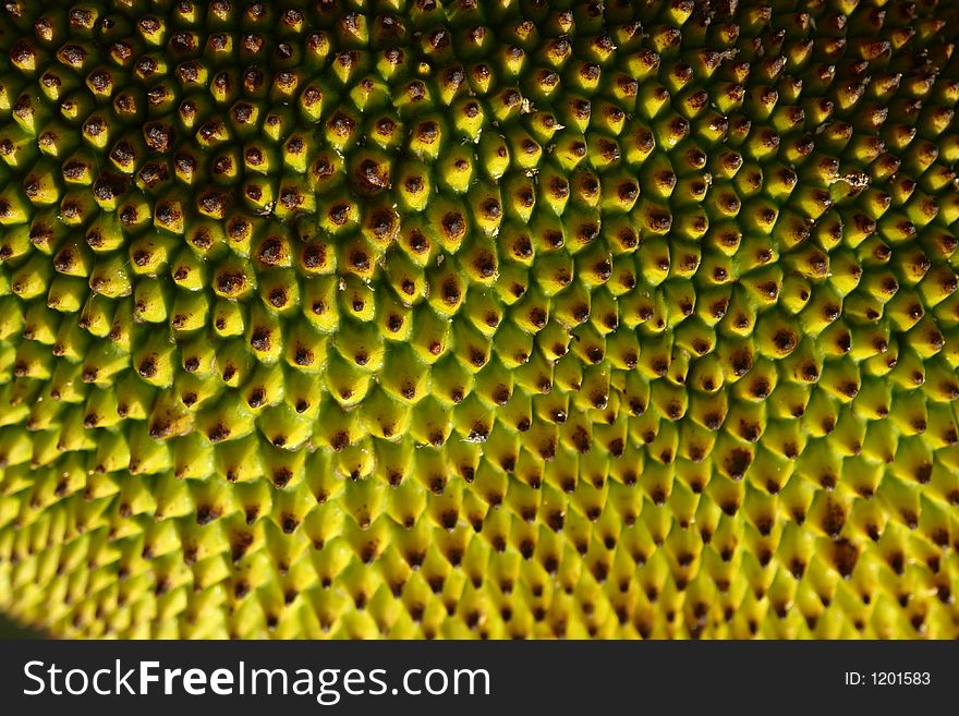 Close up of jackfruit from Vietnam