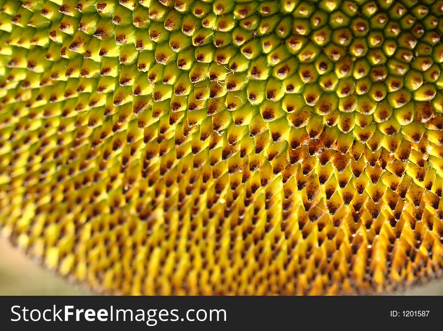 Close up of a jackfruit in Vietnam