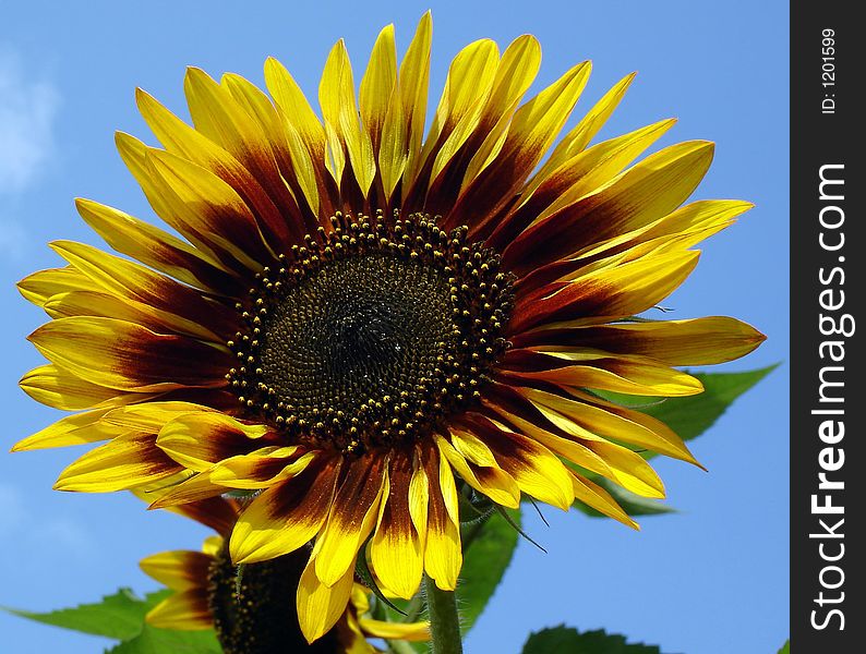 A sunflower in front of blue sky