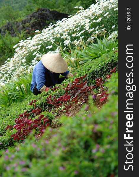 Asian Flower Worker In Garden