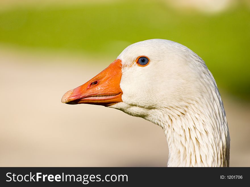 Portrait of a swan2