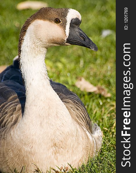 Portrait of a swan in the grass. Portrait of a swan in the grass