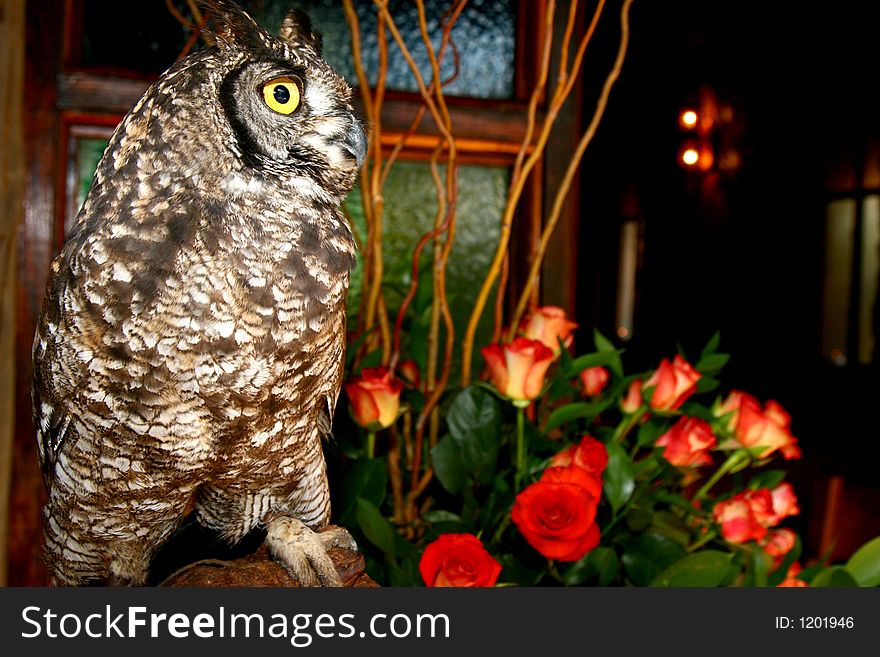 Owl inside chapel an wedding ceremony